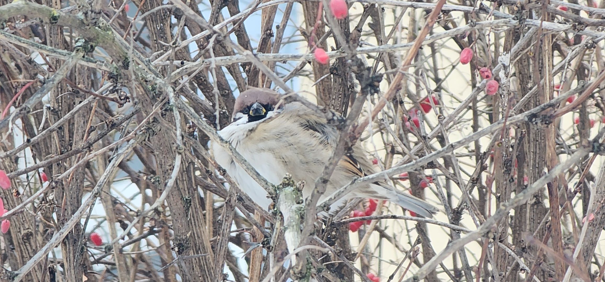 Коломна, птицы Подмосковья, кормление птиц,