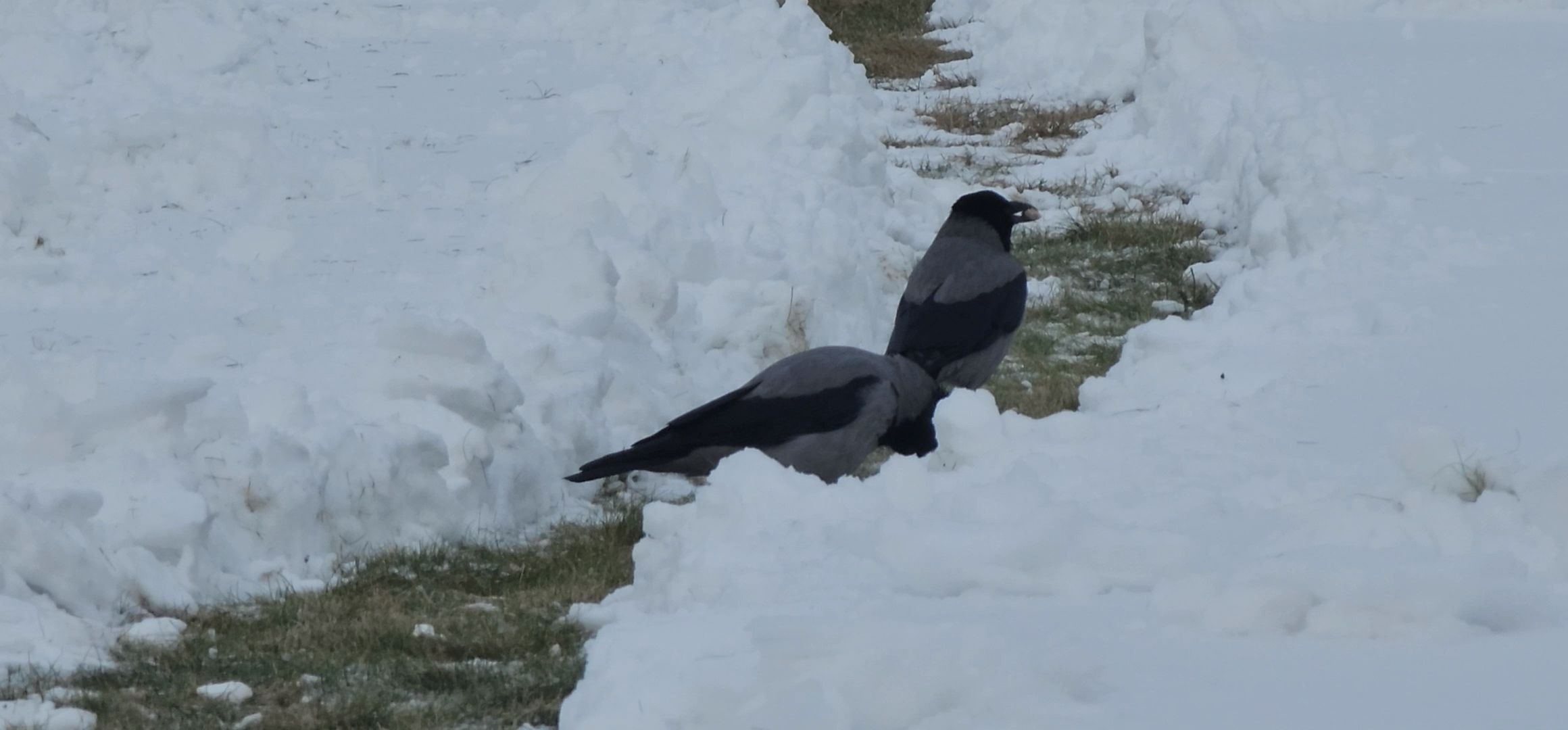 Коломна, птицы Подмосковья, кормление птиц,
