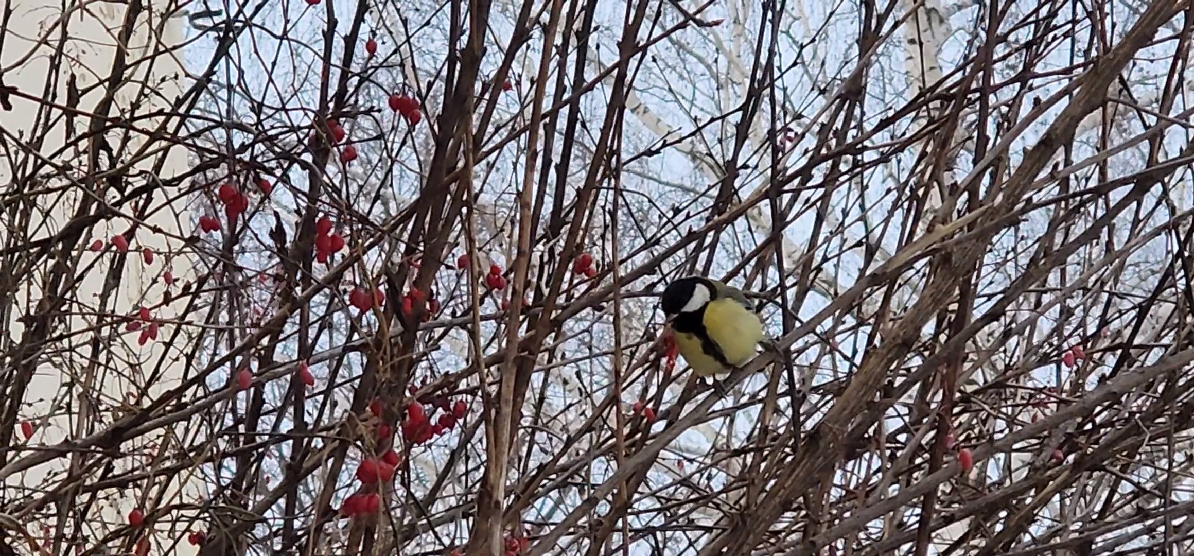 Коломна, птицы, кормление птиц, кормушка для птиц,