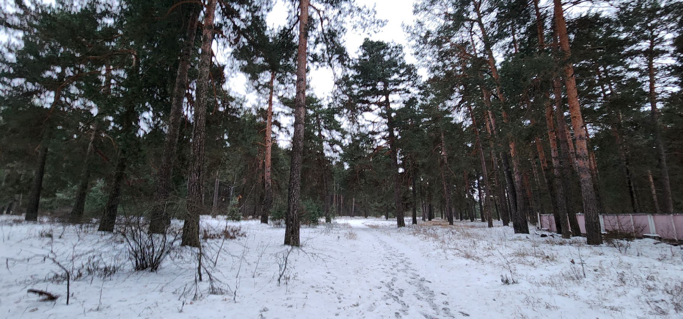 Коломна, птицы, кормление птиц, кормушка для птиц,