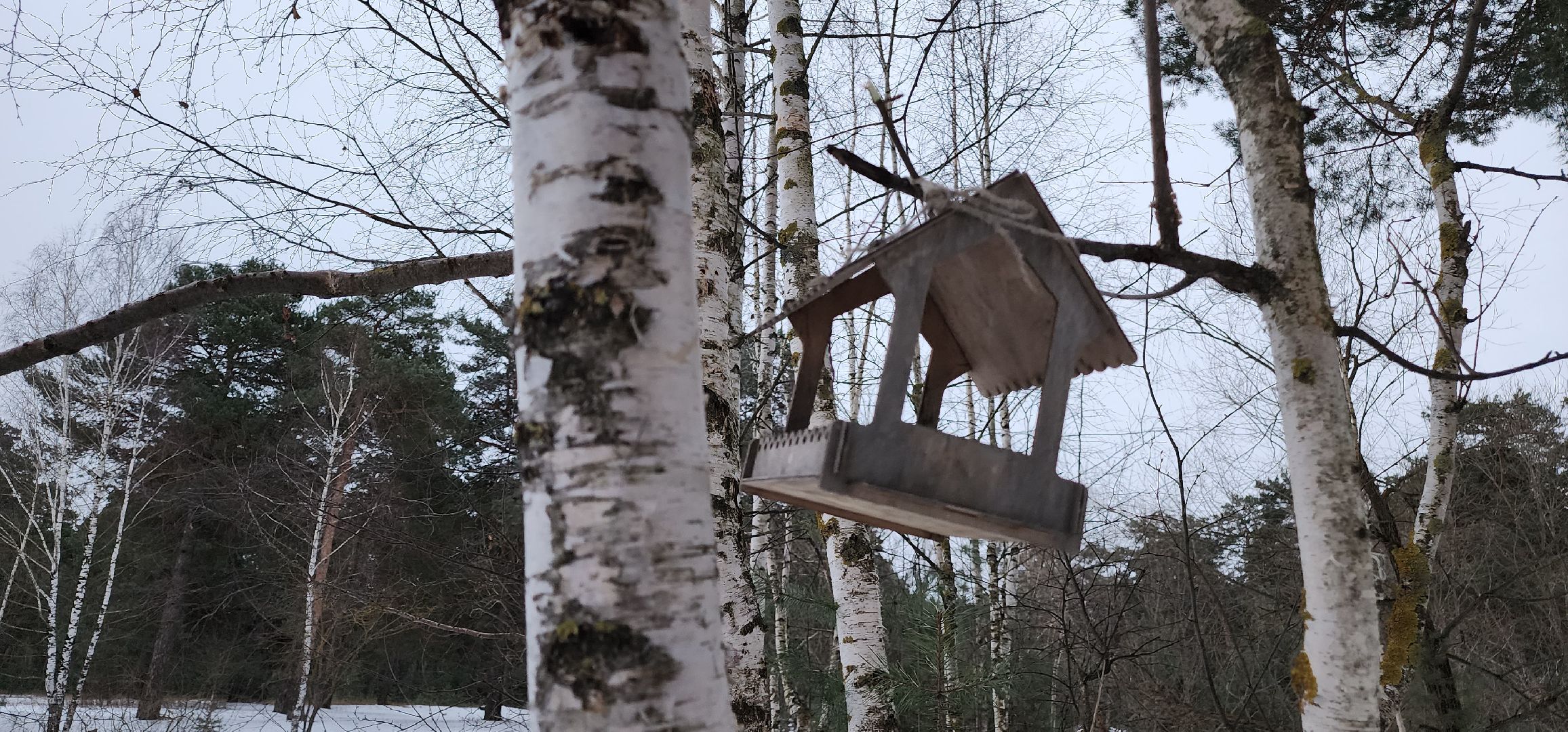 Коломна, птицы, кормление птиц, кормушка для птиц,