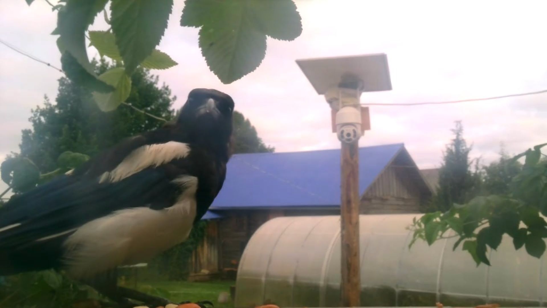 Реутов, изобретение, врановые, Родион Муцольгов, экология, премия,