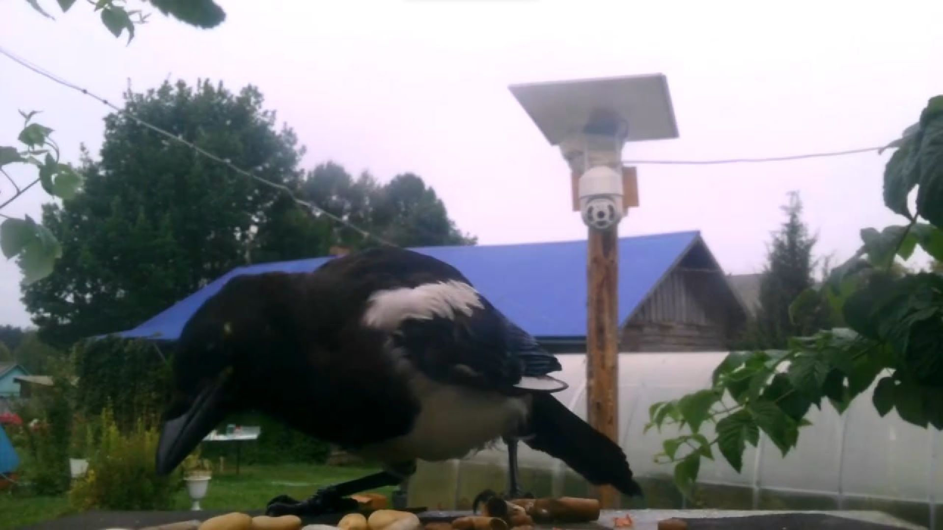 Реутов, изобретение, врановые, Родион Муцольгов, экология, премия,