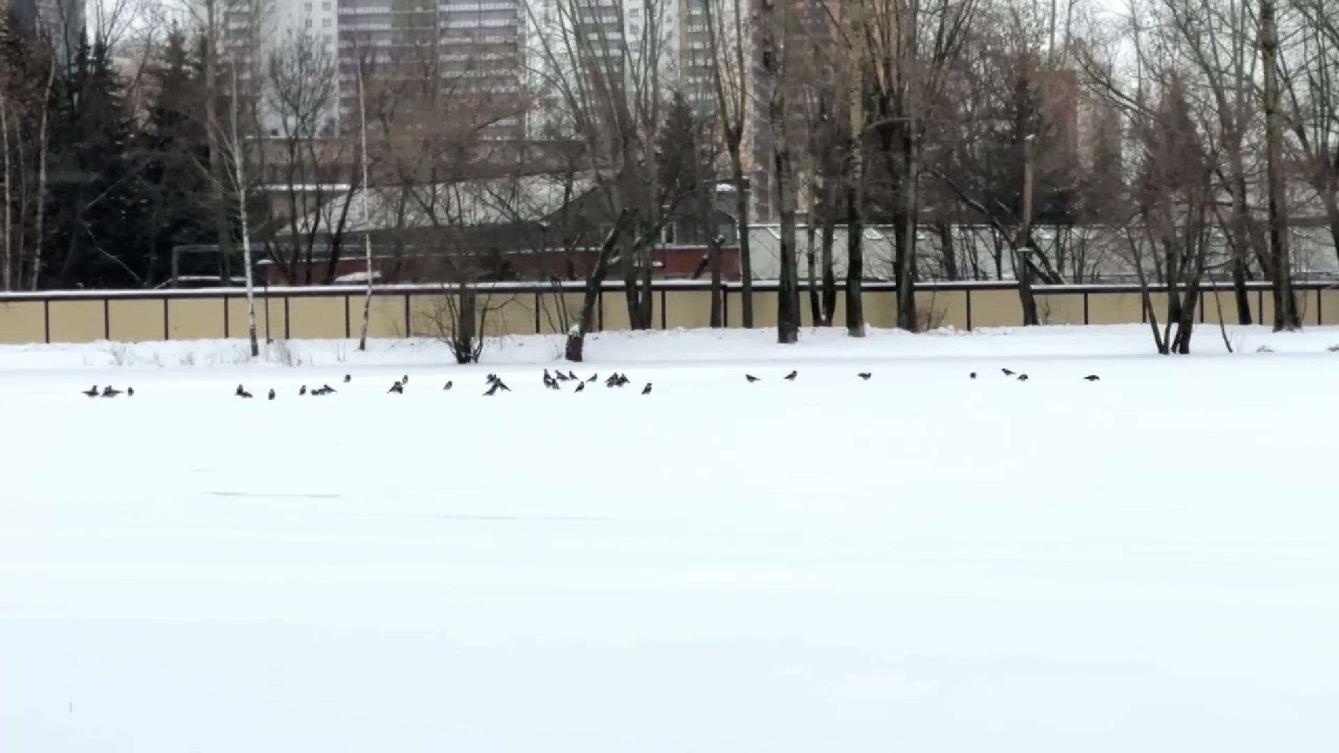 Реутов, тонкий лед, опасность, вода, МЧС,