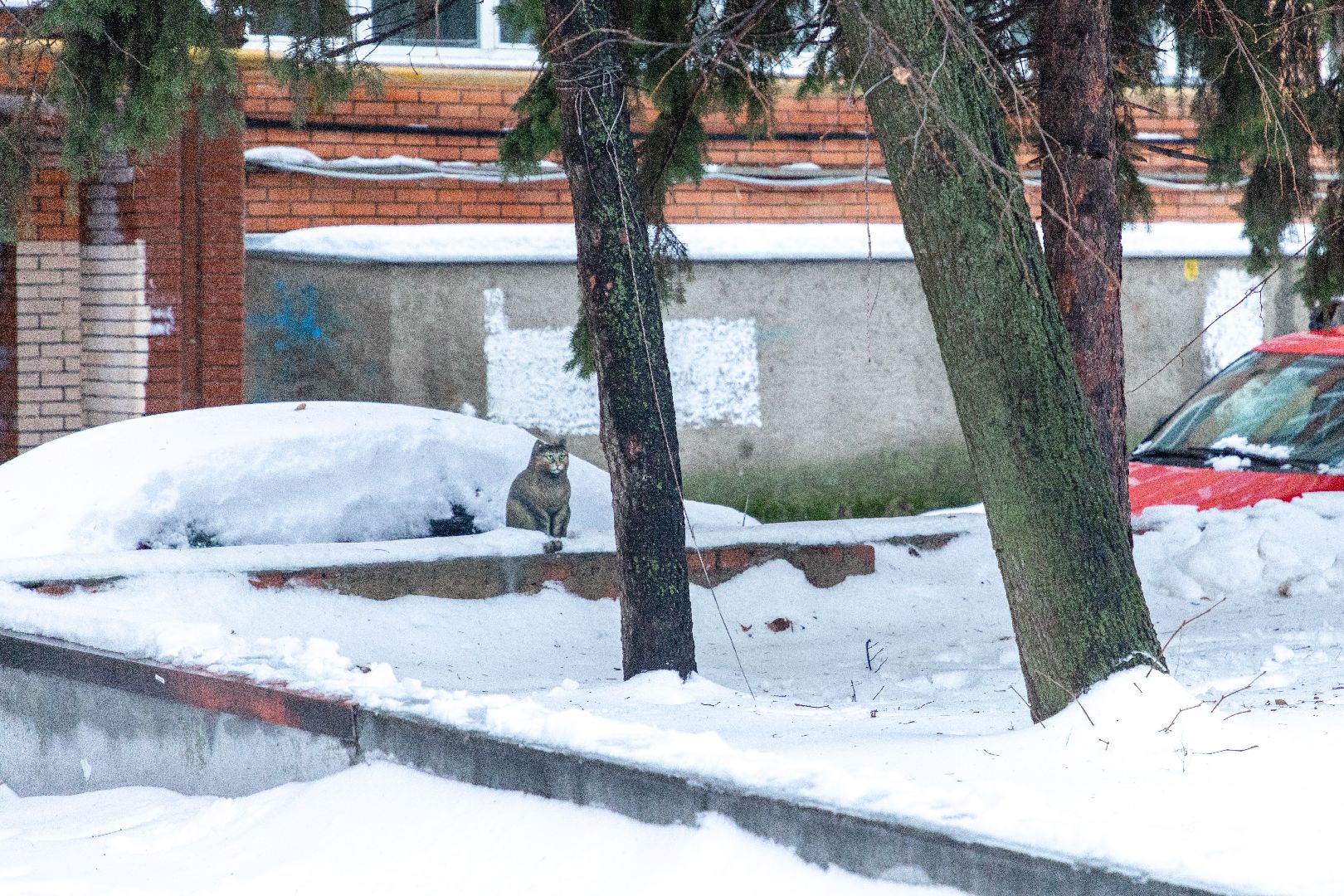 лыткарино, общество, кошка, скульптура, памятник,