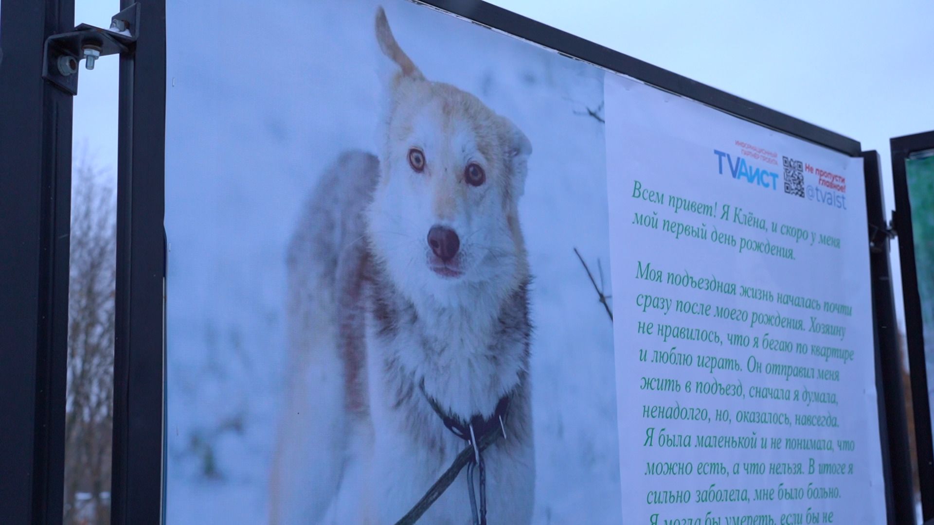 помощь животным, выставка, фотовыставка, фотопроект, парк победы, орехово-зуево, животные,