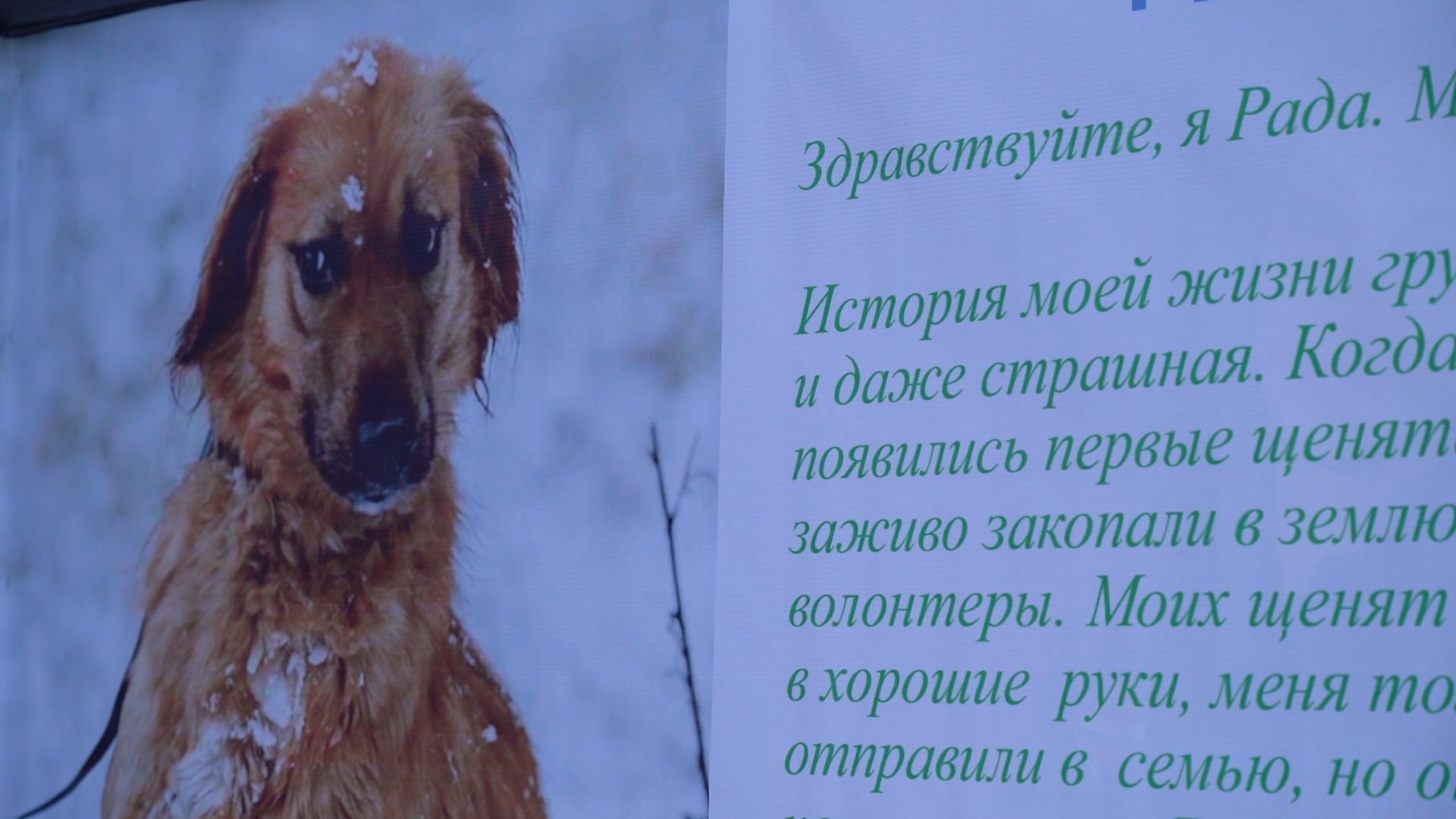 помощь животным, выставка, фотовыставка, фотопроект, парк победы, орехово-зуево, животные,