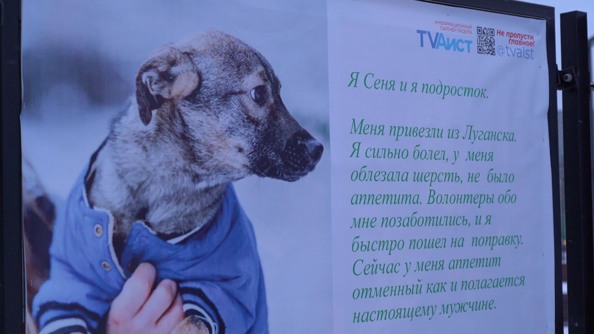 помощь животным, выставка, фотовыставка, фотопроект, парк победы, орехово-зуево, животные,