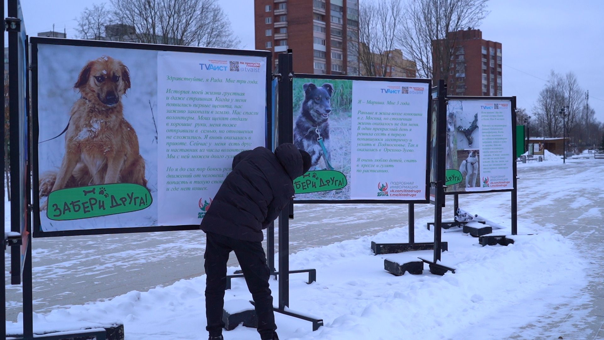 помощь животным, выставка, фотовыставка, фотопроект, парк победы, орехово-зуево, животные,