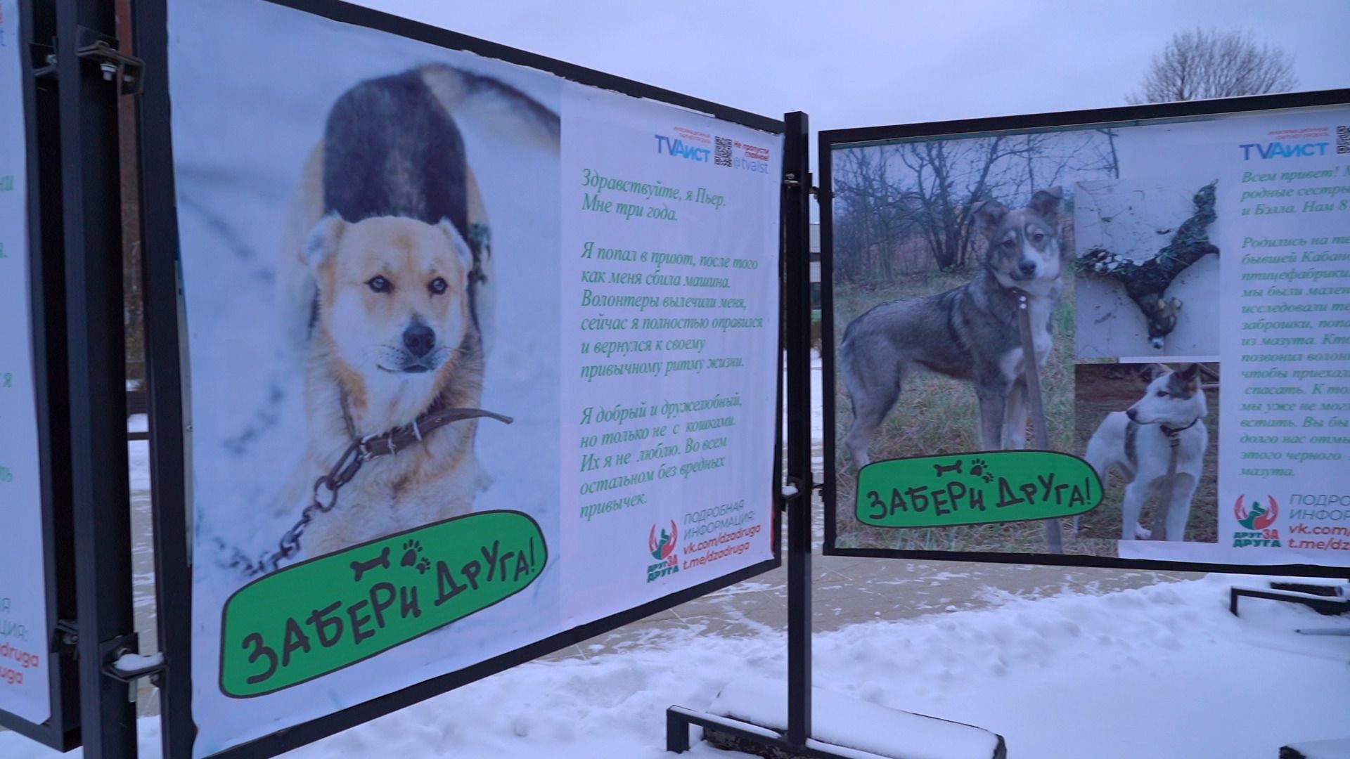 помощь животным, выставка, фотовыставка, фотопроект, парк победы, орехово-зуево, животные,