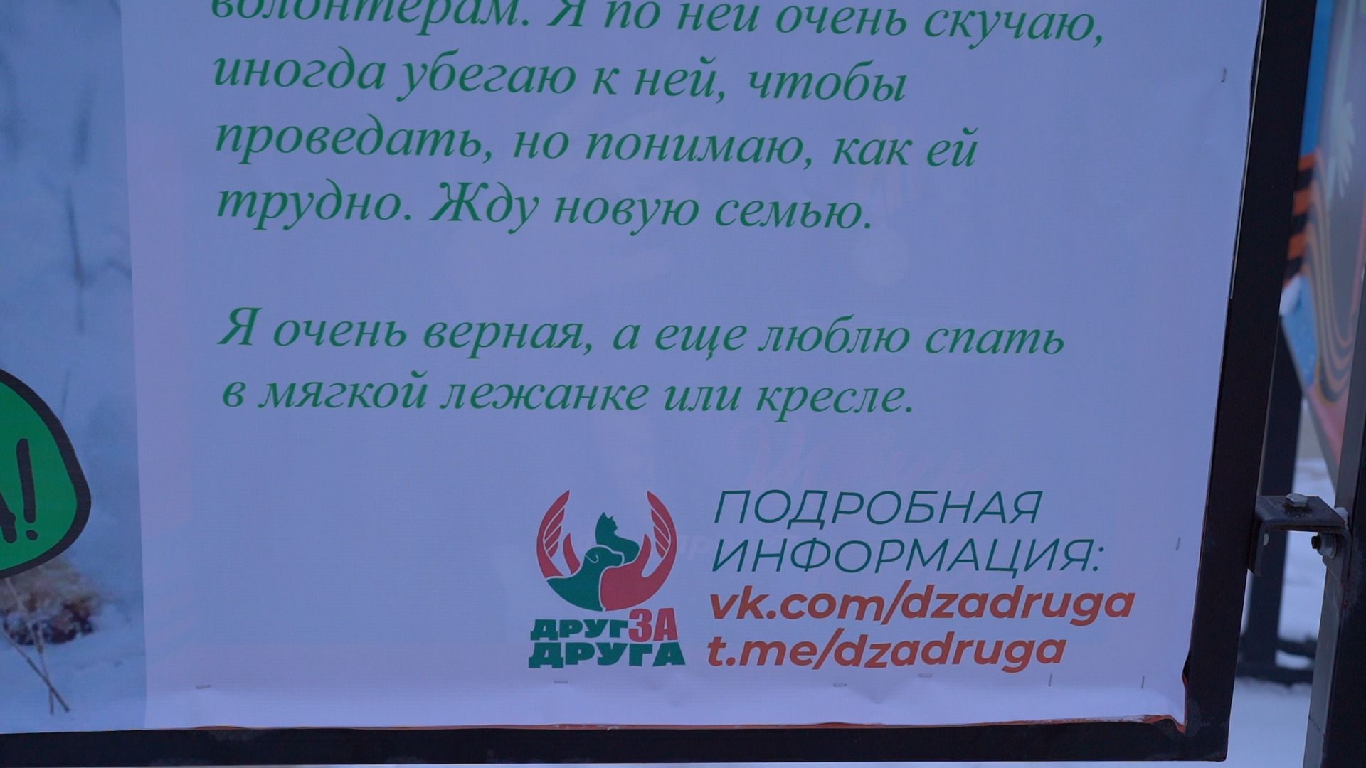 помощь животным, выставка, фотовыставка, фотопроект, парк победы, орехово-зуево, животные,