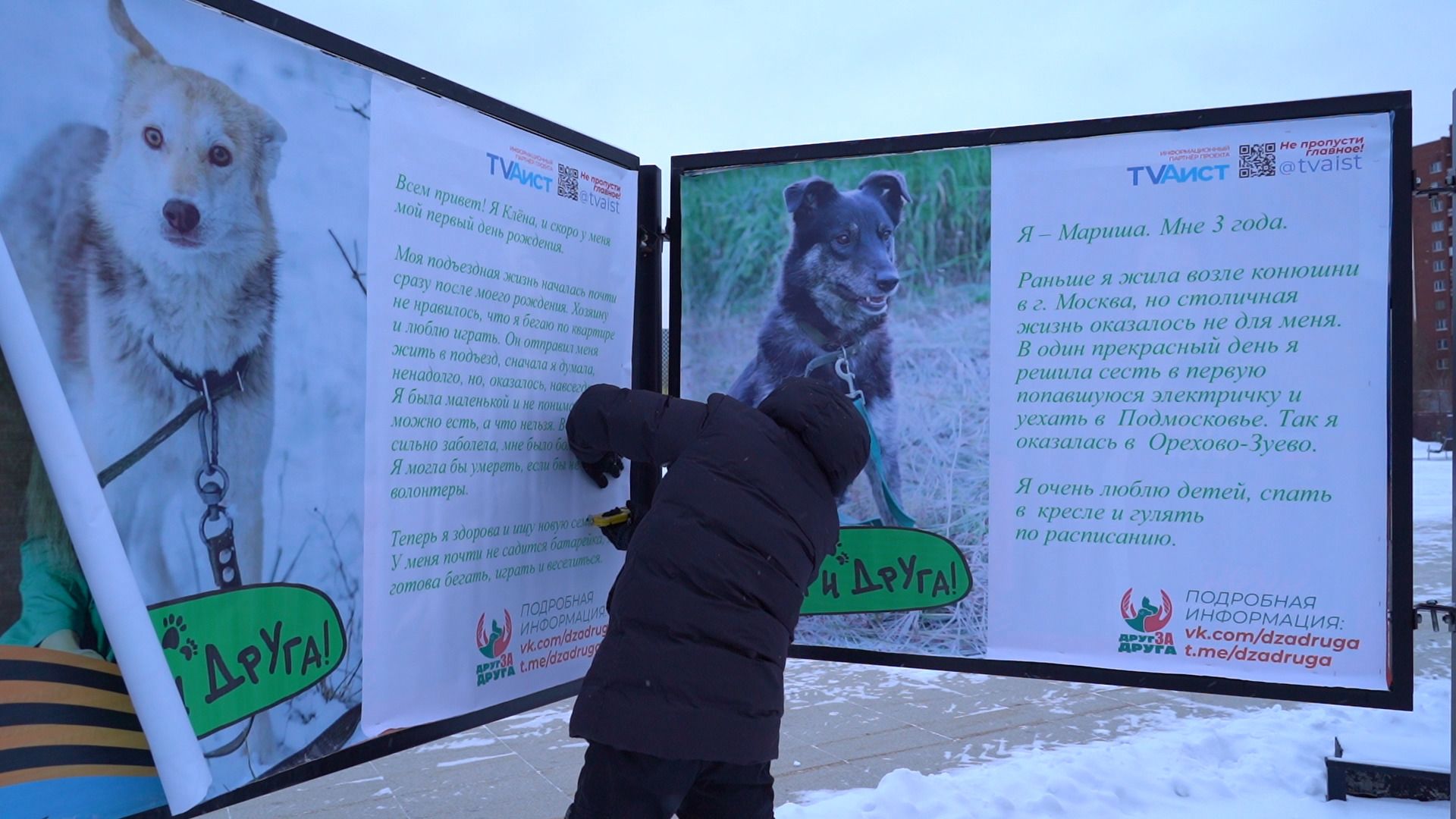 помощь животным, выставка, фотовыставка, фотопроект, парк победы, орехово-зуево, животные,