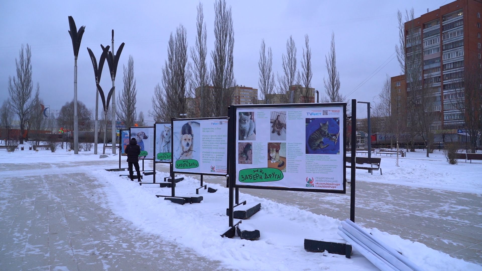 помощь животным, выставка, фотовыставка, фотопроект, парк победы, орехово-зуево, животные,