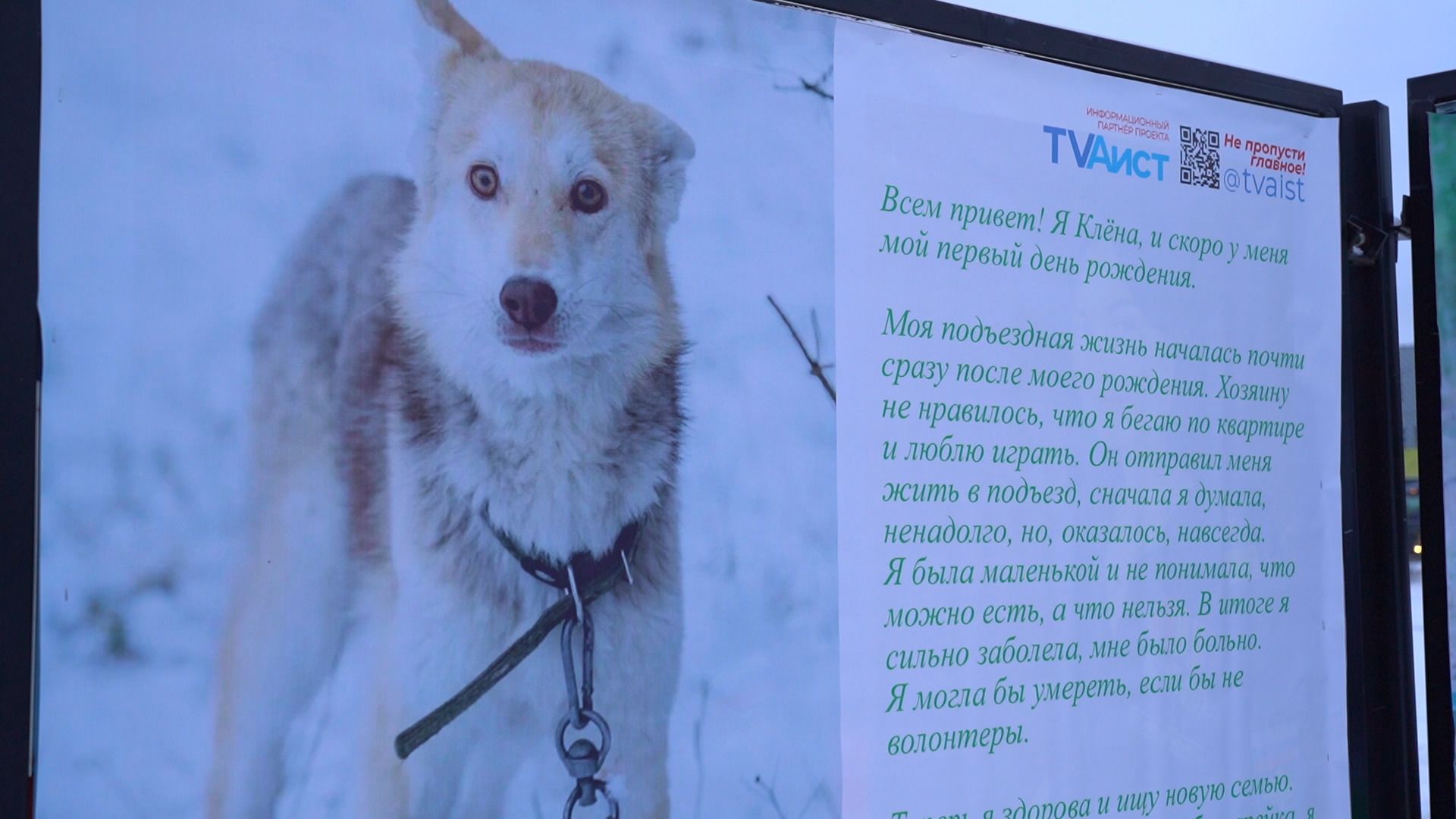 помощь животным, выставка, фотовыставка, фотопроект, парк победы, орехово-зуево, животные,