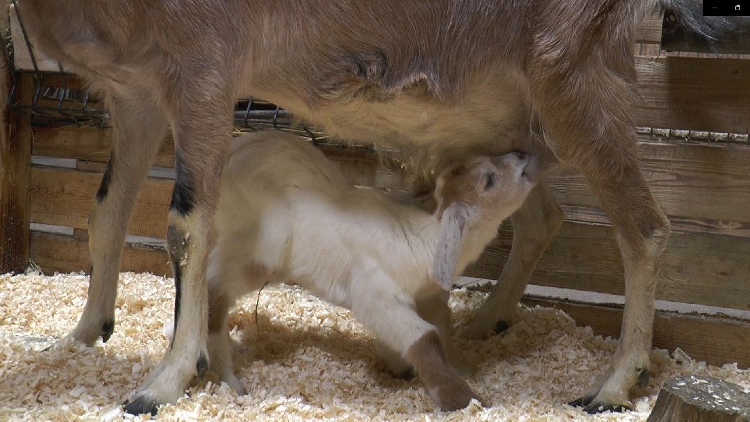 Дмитров, сельское хозяйство