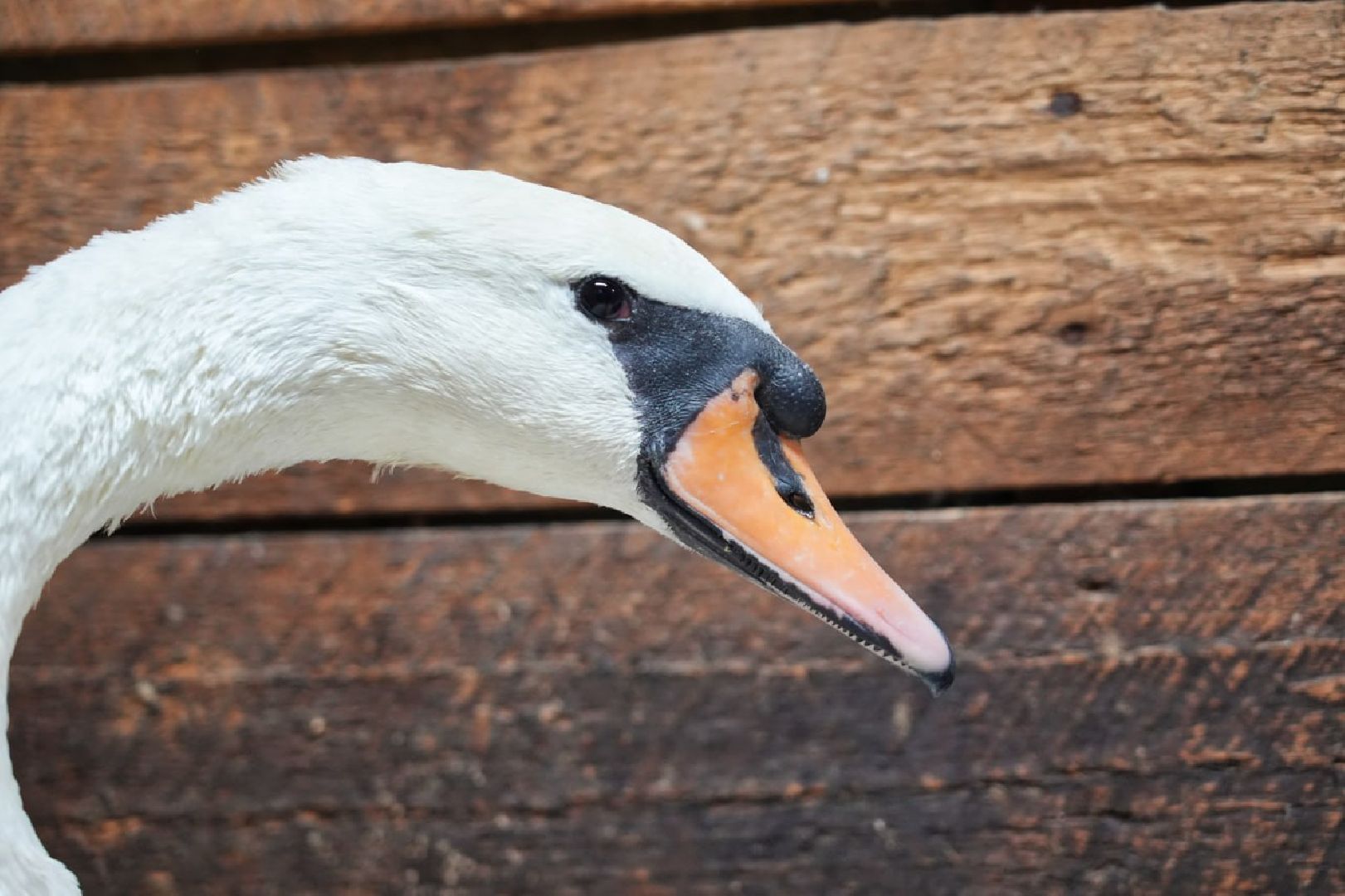 Сергиев Посад, Лебеди, Птицы, Животные, Парк Чудес,