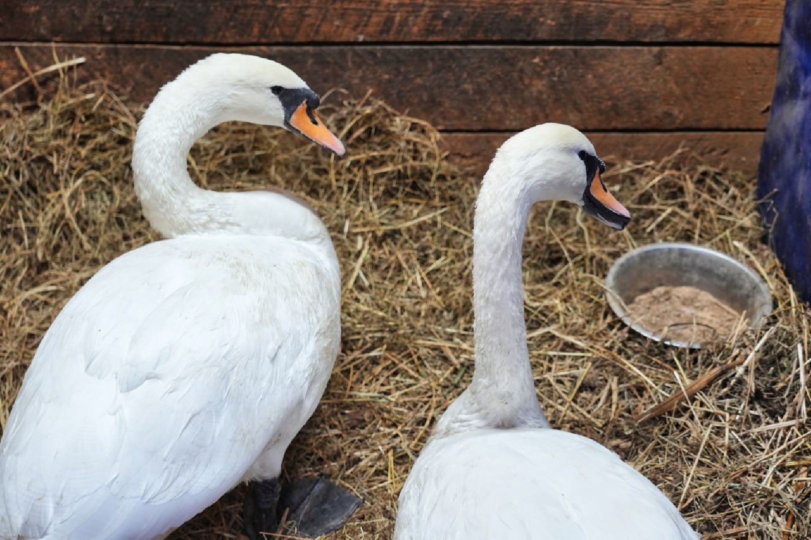 Сергиев Посад, Лебеди, Птицы, Животные, Парк Чудес,