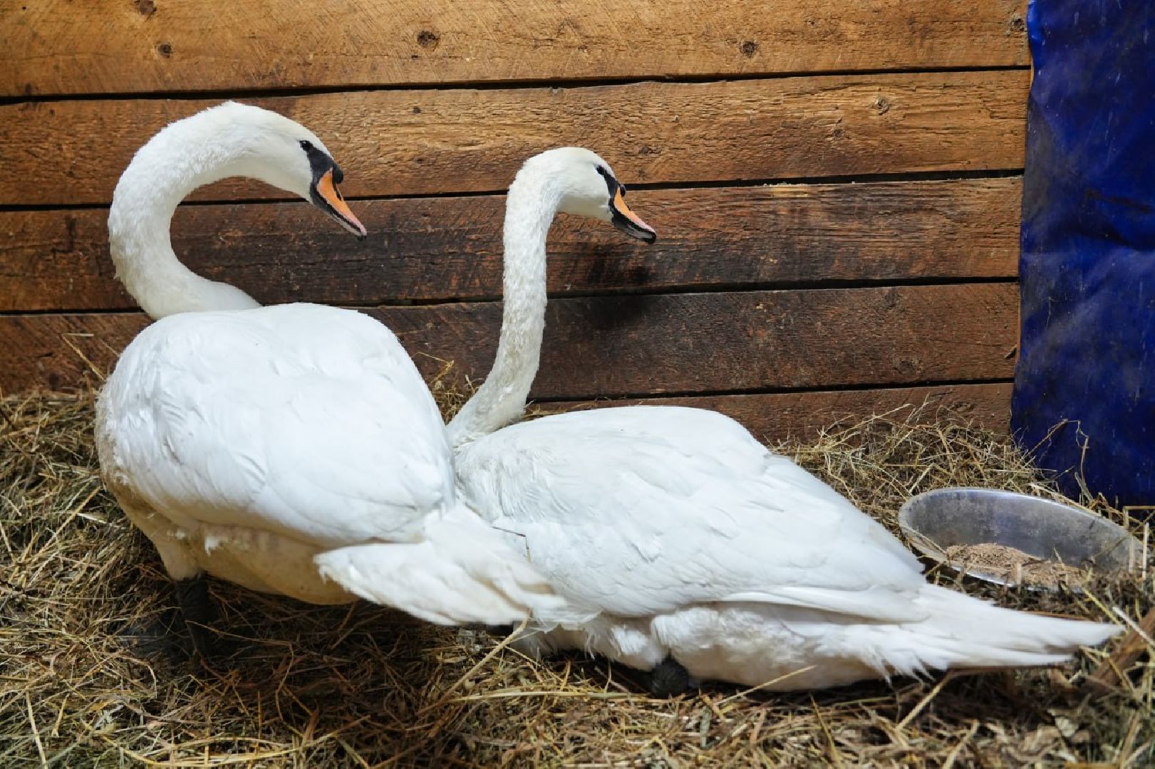 Сергиев Посад, Лебеди, Птицы, Животные, Парк Чудес,