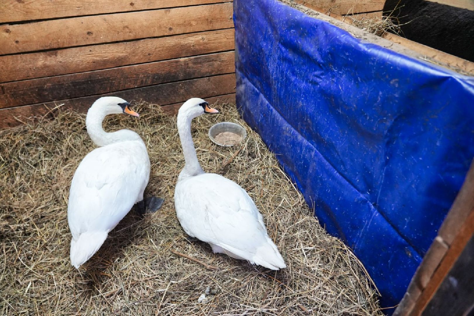 Сергиев Посад, Лебеди, Птицы, Животные, Парк Чудес,