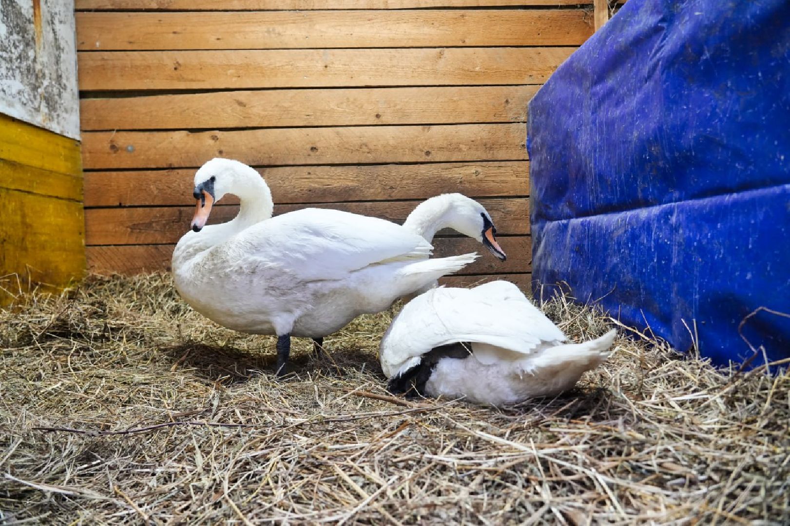 Сергиев Посад, Лебеди, Птицы, Животные, Парк Чудес,