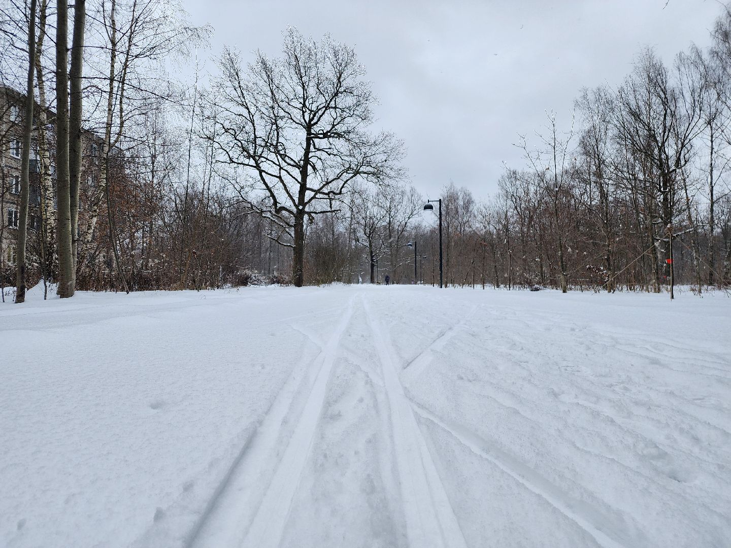 спорт, лыжня,фрязино, лесопарк,