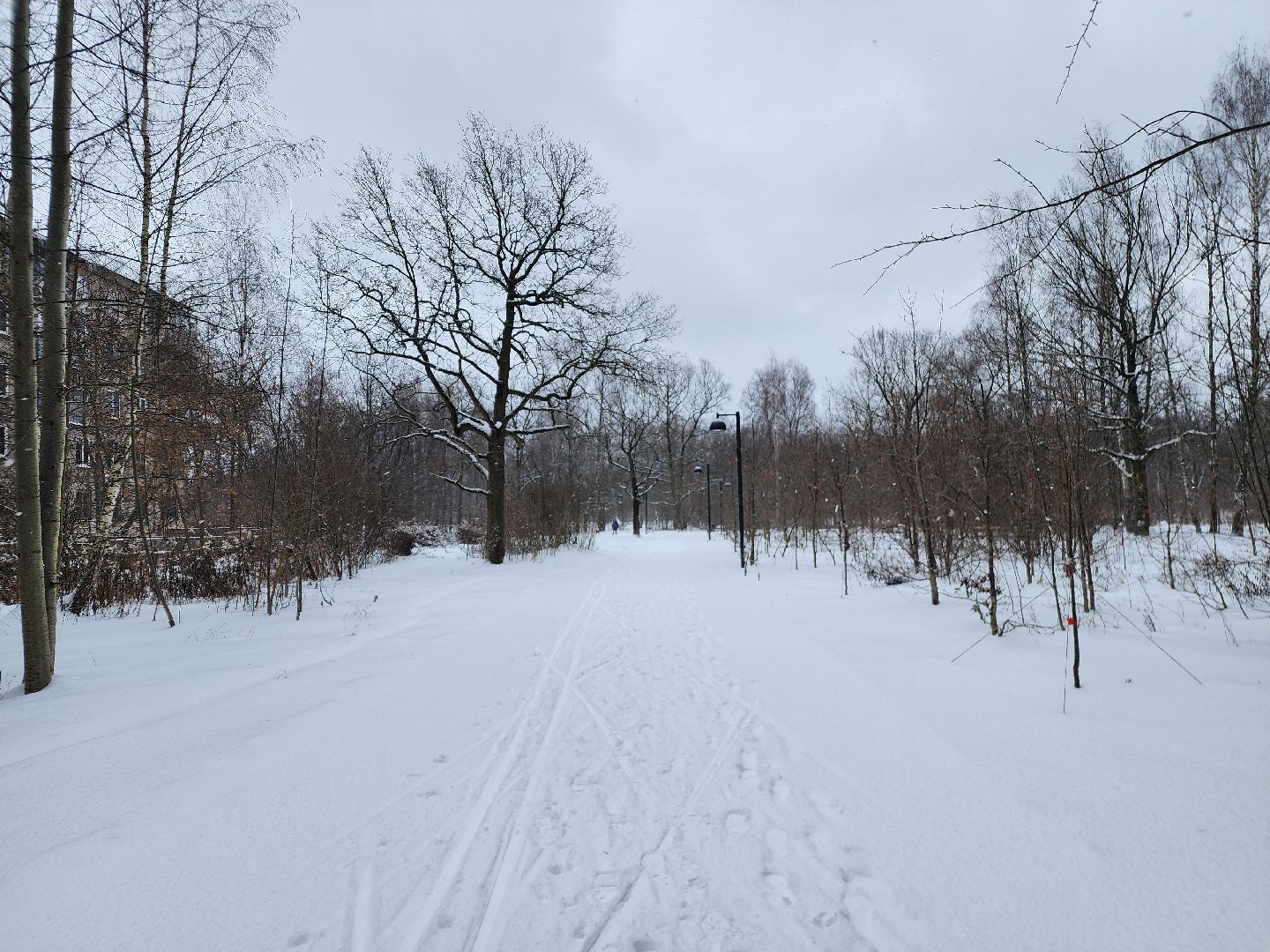спорт, лыжня,фрязино, лесопарк,