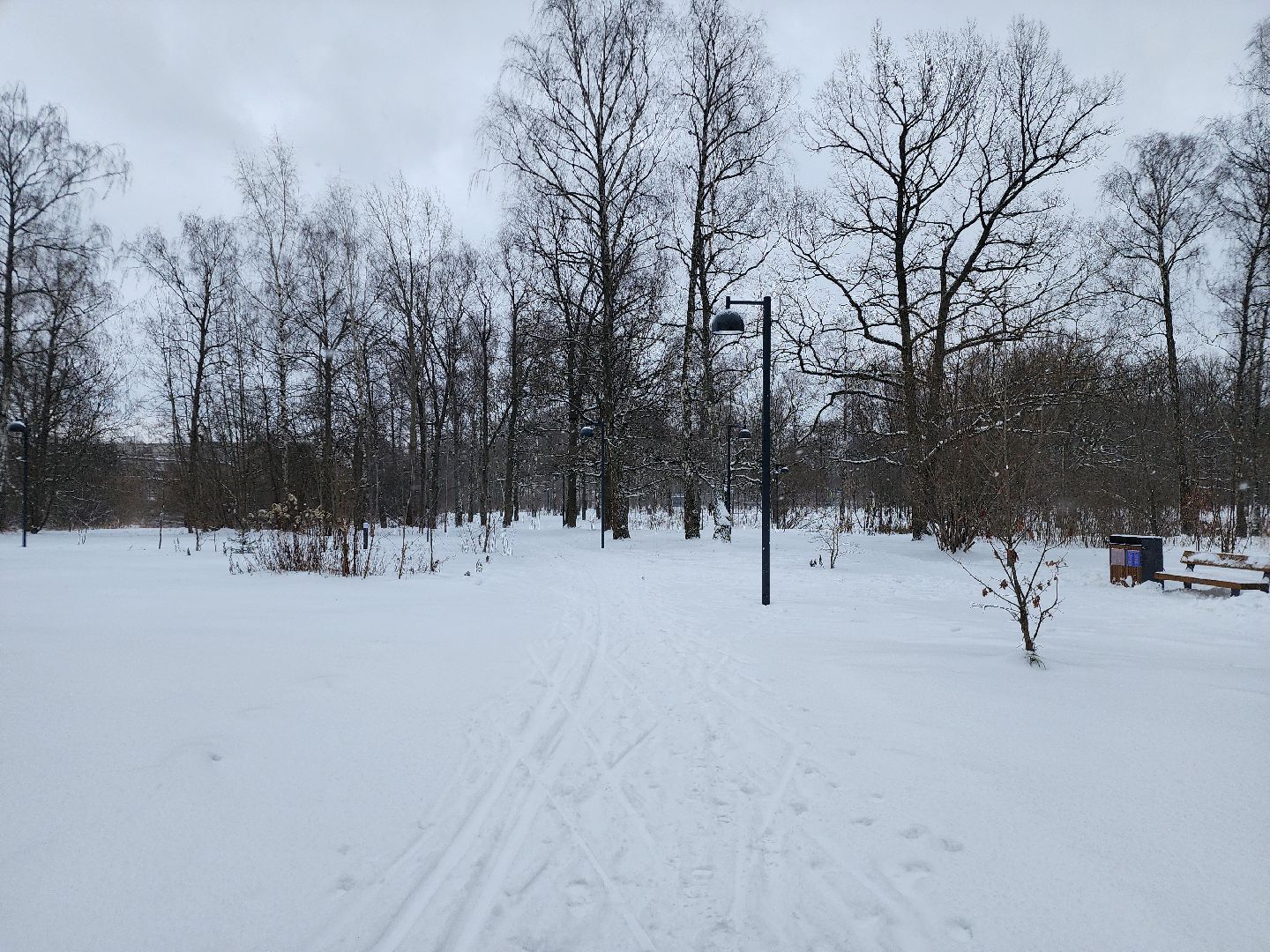 спорт, лыжня,фрязино, лесопарк,