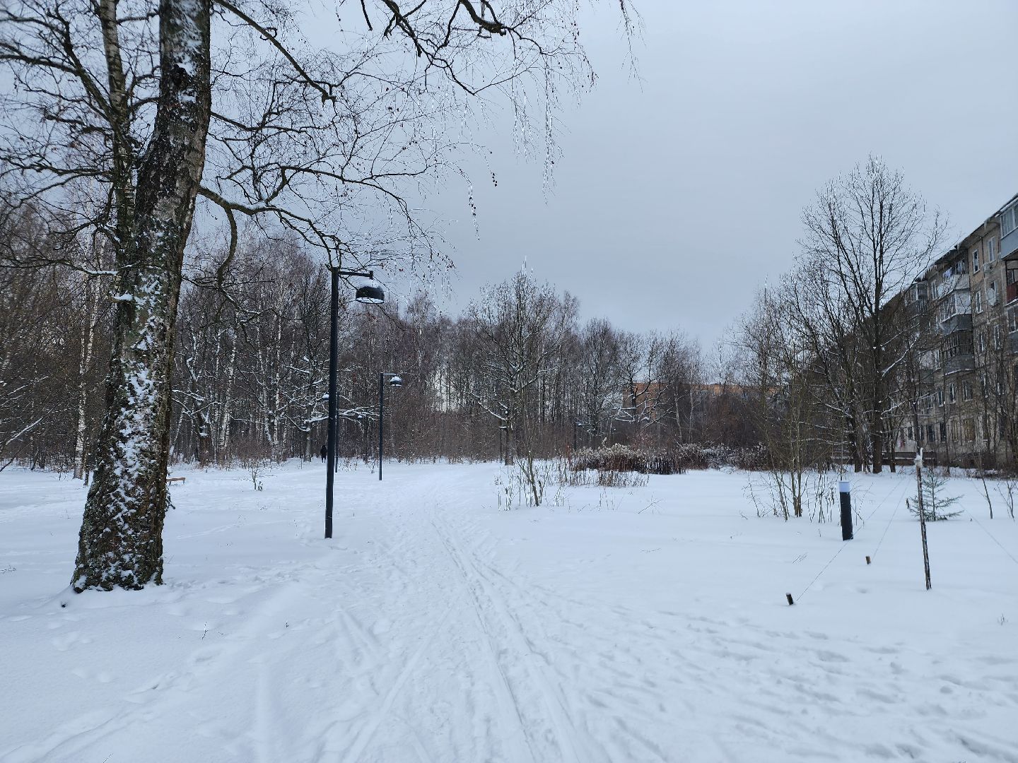 спорт, лыжня,фрязино, лесопарк,