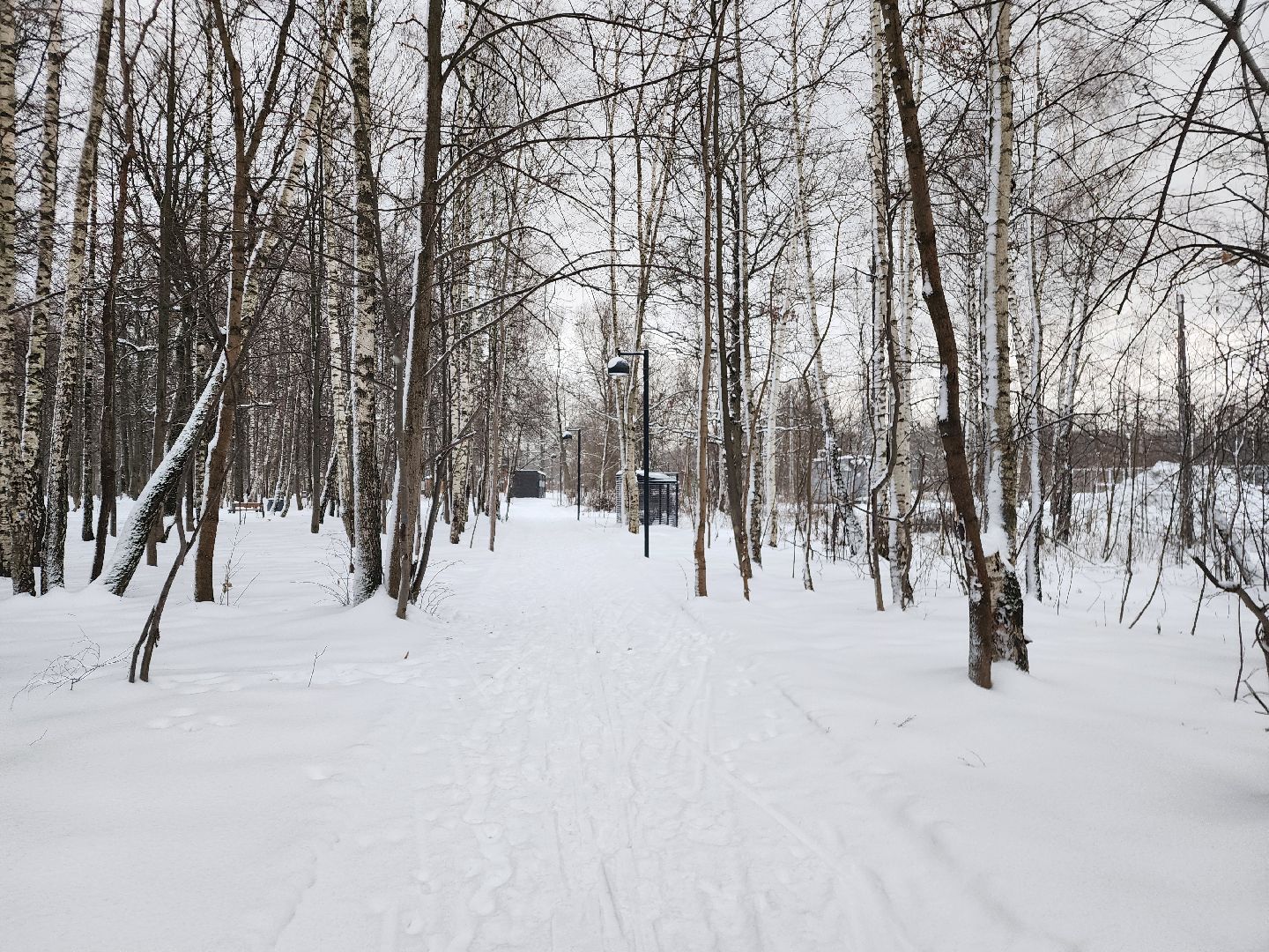 спорт, лыжня,фрязино, лесопарк,