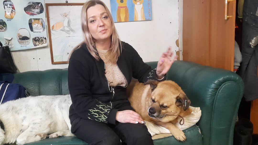 Волонтер, бездомныеживотные, приют, Берегиня, собака, кошка, зооакция, благотворительность, пристройство, Наро-Фоминск, Беригиня