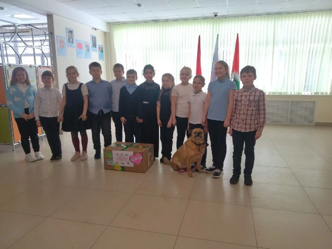 Волонтер, бездомныеживотные, приют, Берегиня, собака, кошка, зооакция, благотворительность, пристройство, Наро-Фоминск, Беригиня