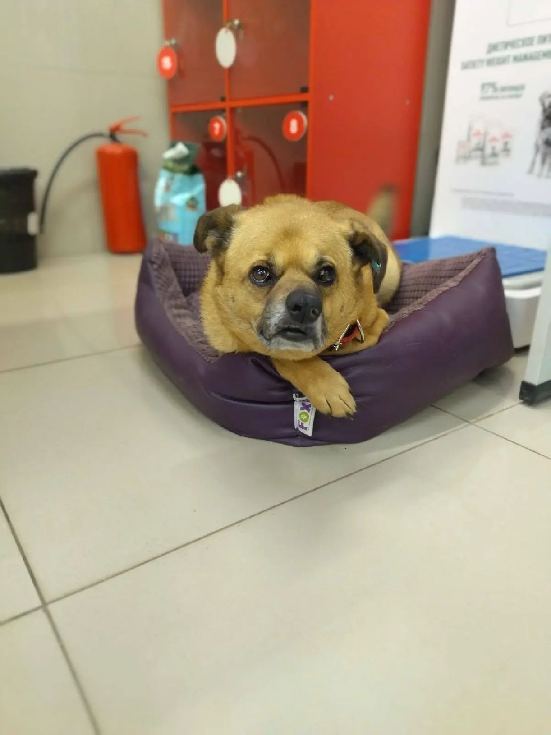 Волонтер, бездомныеживотные, приют, Берегиня, собака, кошка, зооакция, благотворительность, пристройство, Наро-Фоминск, Беригиня