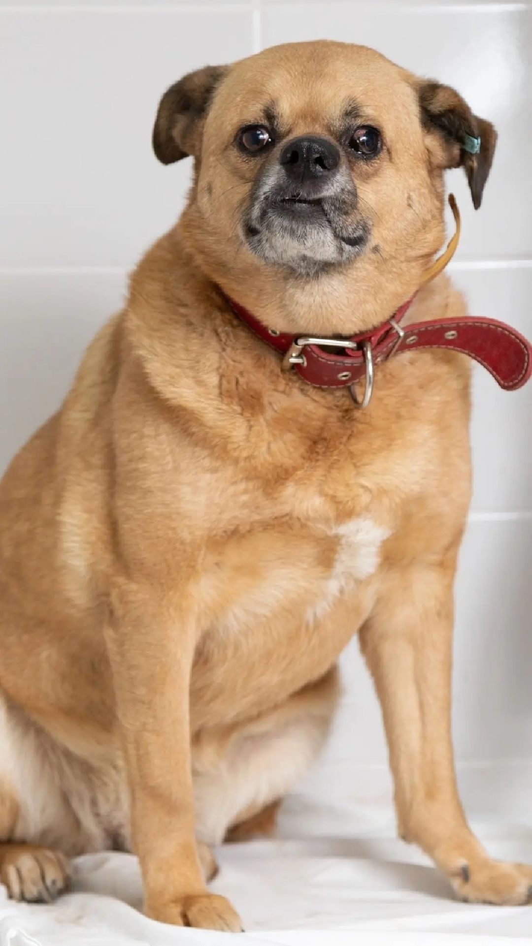 Волонтер, бездомныеживотные, приют, Берегиня, собака, кошка, зооакция, благотворительность, пристройство, Наро-Фоминск, Беригиня