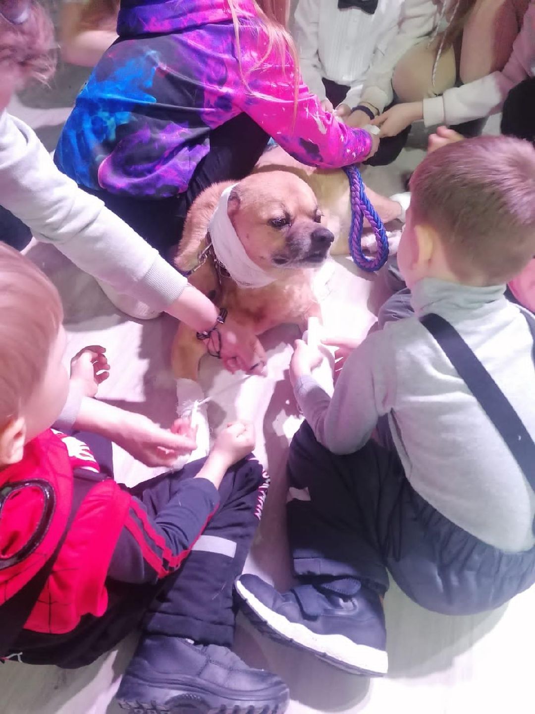 Волонтер, бездомныеживотные, приют, Берегиня, собака, кошка, зооакция, благотворительность, пристройство, Наро-Фоминск, Беригиня