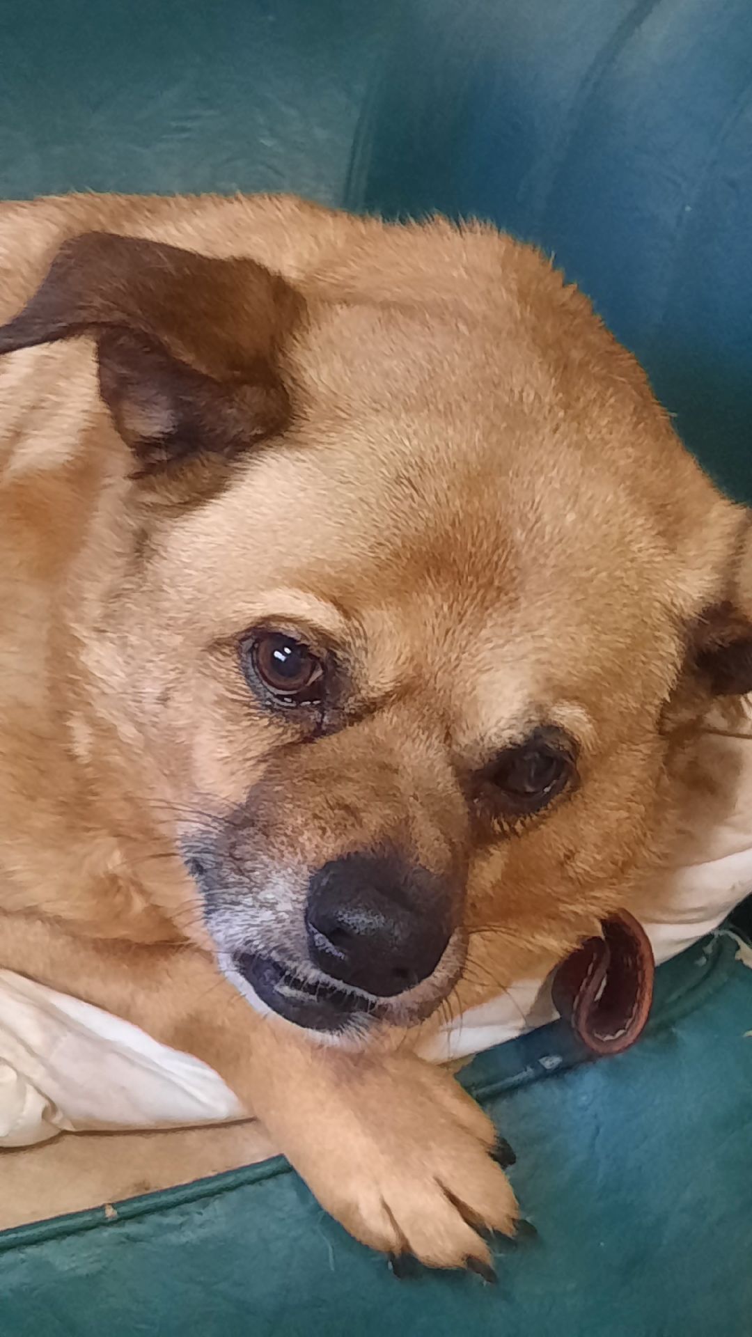 Волонтер, бездомныеживотные, приют, Берегиня, собака, кошка, зооакция, благотворительность, пристройство, Наро-Фоминск, Беригиня