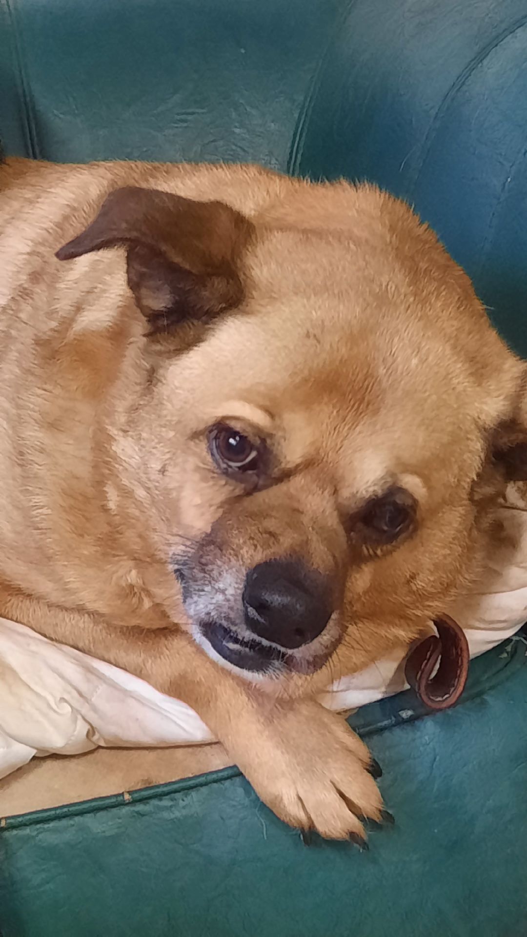 Волонтер, бездомныеживотные, приют, Берегиня, собака, кошка, зооакция, благотворительность, пристройство, Наро-Фоминск, Беригиня