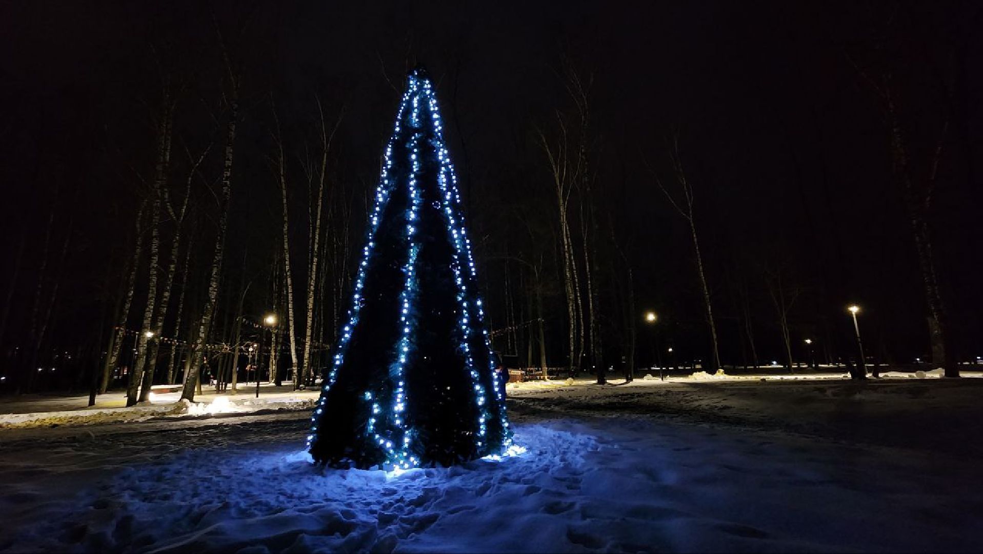 зимний сезон, новогодние елки, Лосино-Петровский,