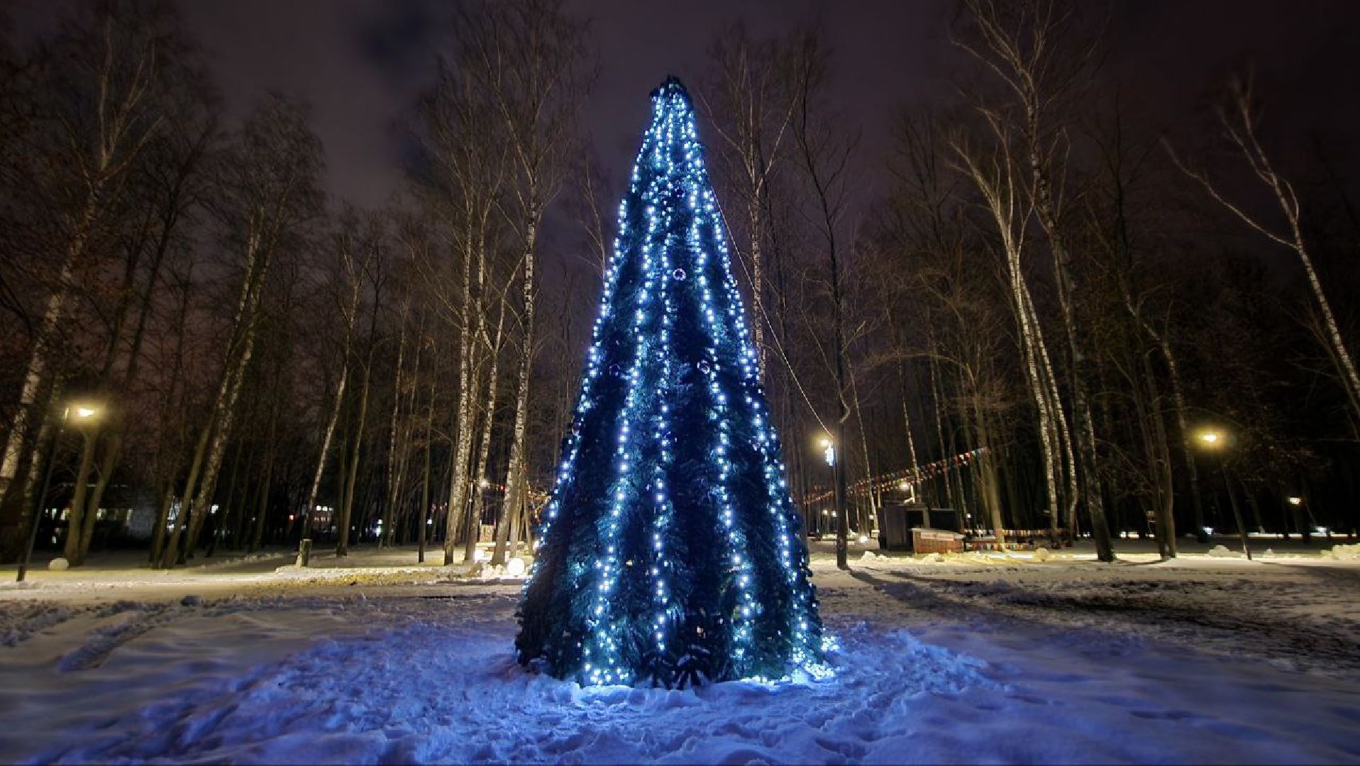зимний сезон, новогодние елки, Лосино-Петровский,