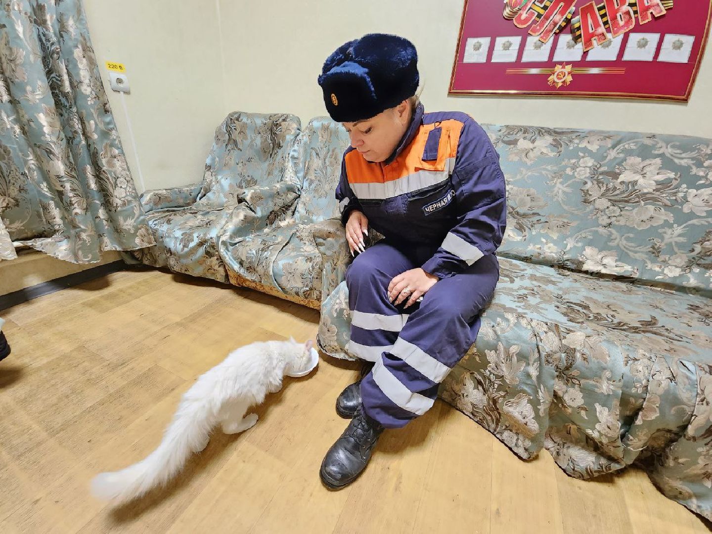 можайск, можайский городской округ, подмосковье, спасатели, Мособлпожспас, мособлпожспас, спасение животных, кот, жители, домашние животные,