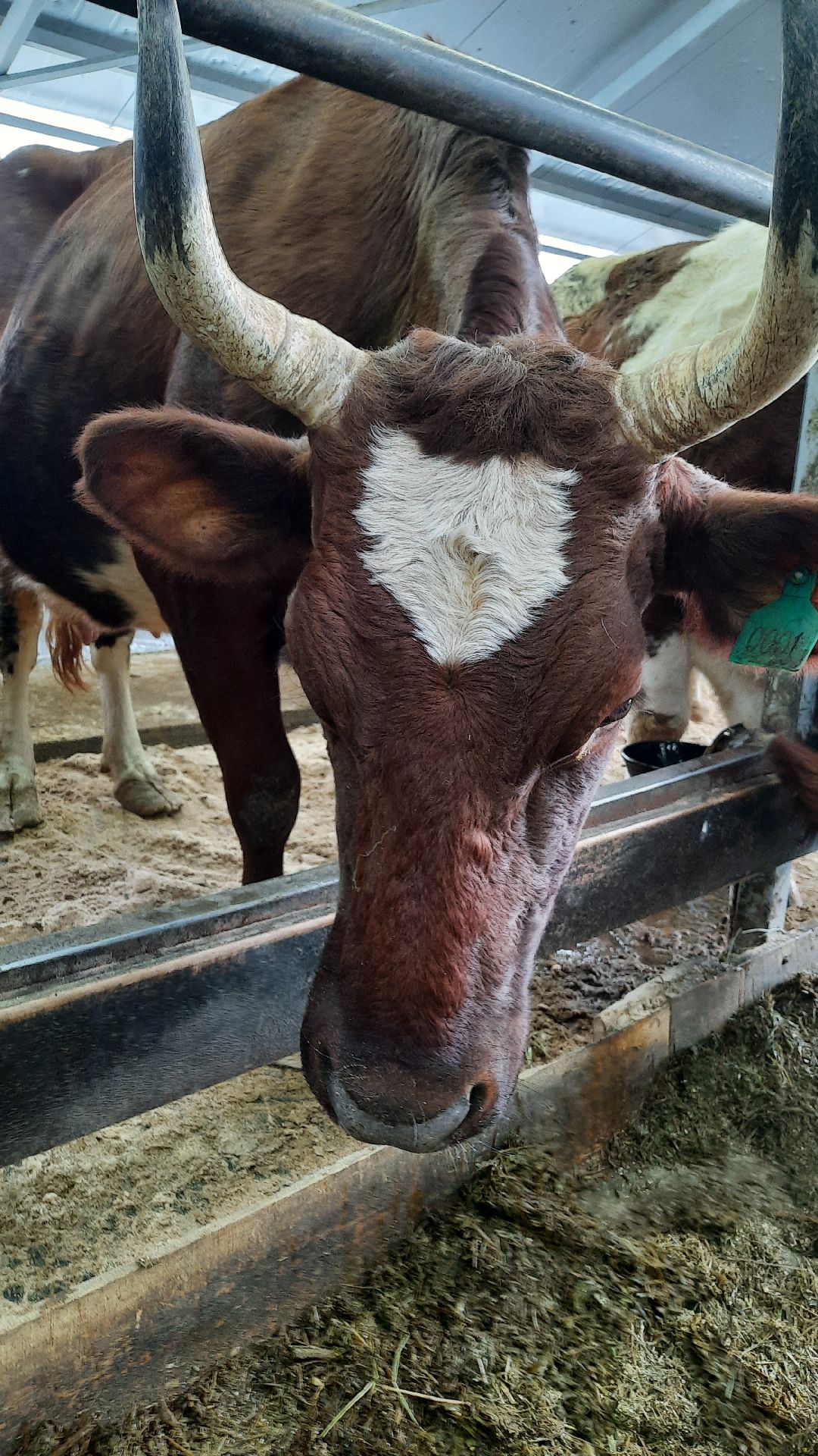 Наро-Фоминск, Сельское хозяйство, Тахир Джаппуев, фермер, грант, бизнес