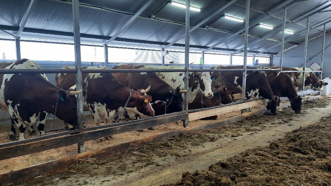 Наро-Фоминск, Сельское хозяйство, Тахир Джаппуев, фермер, грант, бизнес