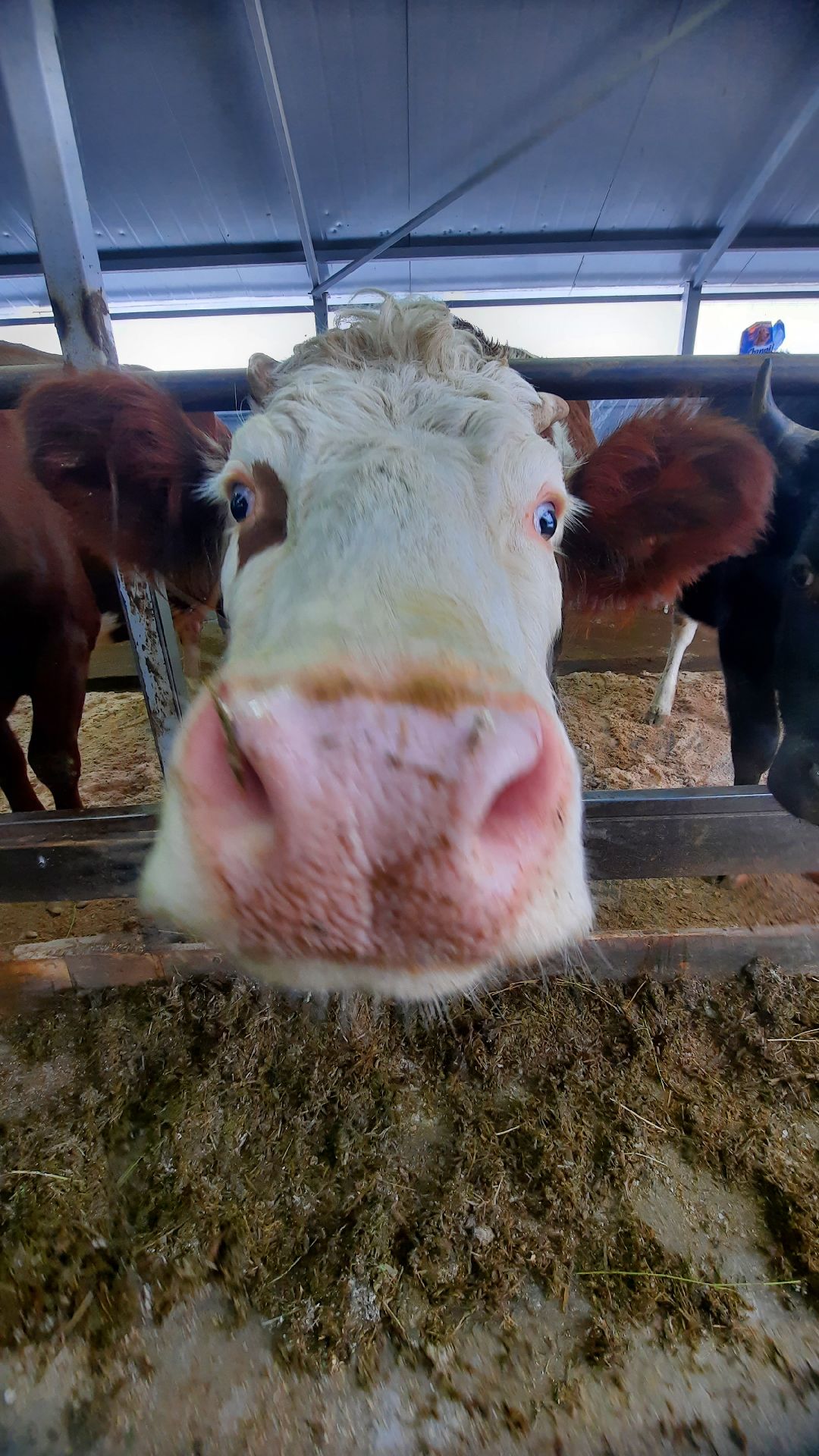 Наро-Фоминск, Сельское хозяйство, Тахир Джаппуев, фермер, грант, бизнес