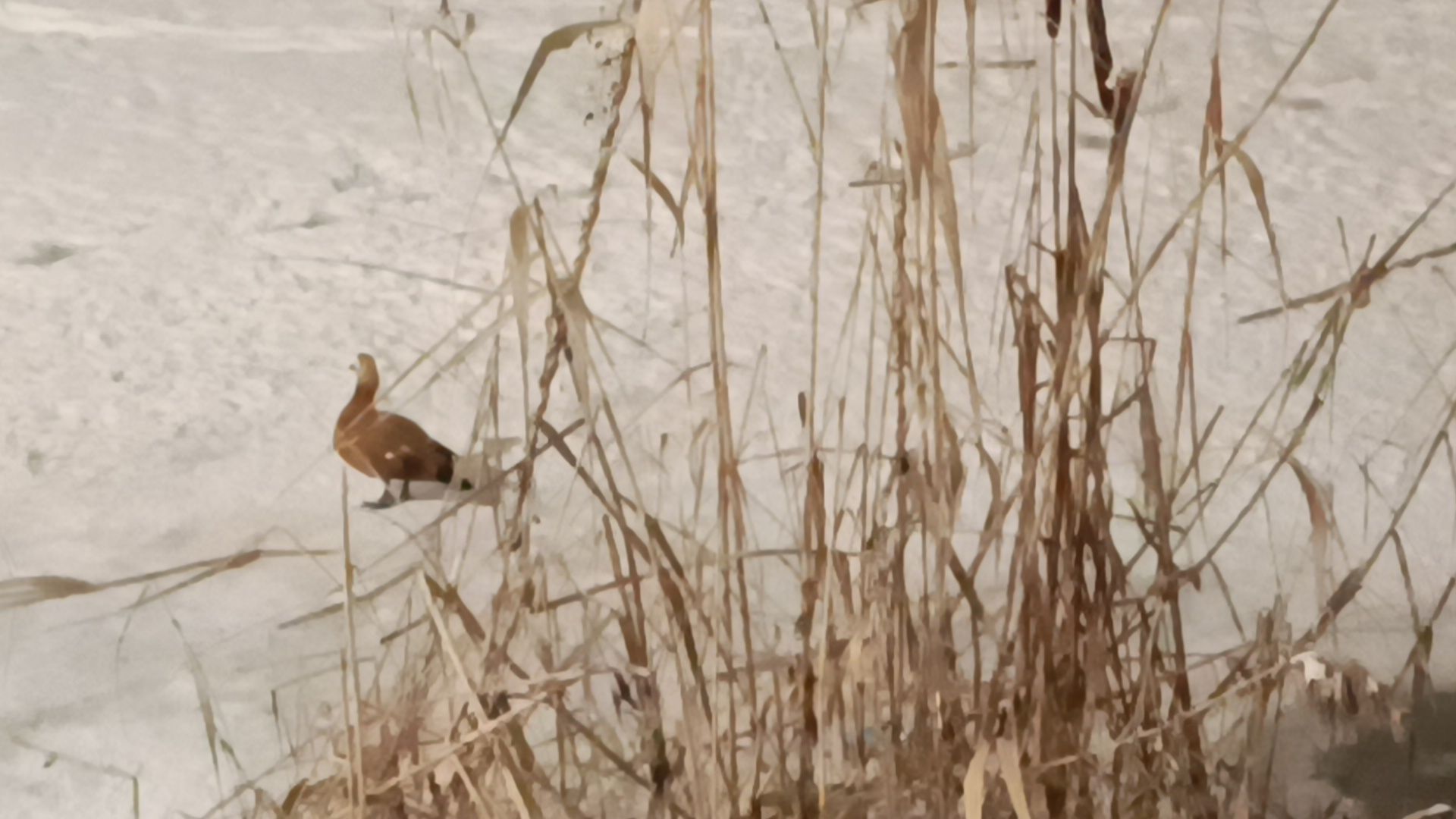 парк, утки, лобня,