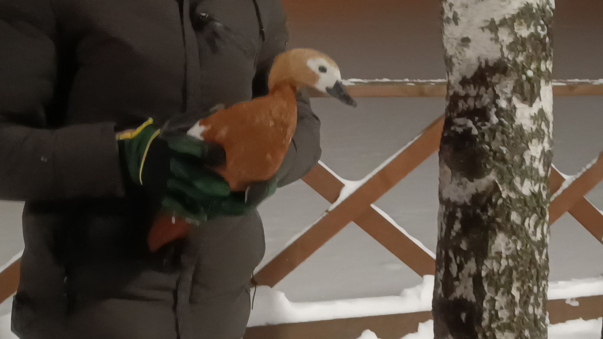 парк, утки, лобня,