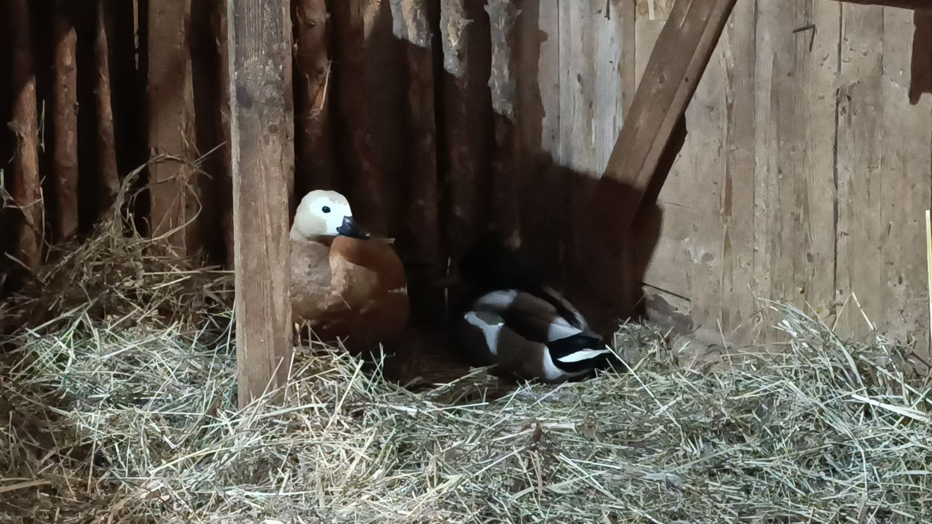 парк, утки, лобня,