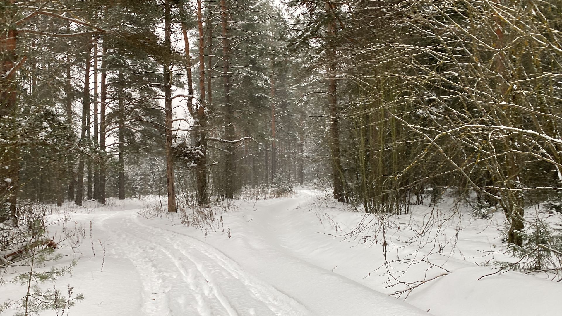 волоколамск, лес,лесничий, дед мороз, почта деда мороза, почта деду морозу,