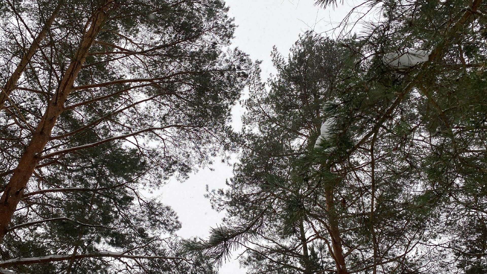 волоколамск, лес,лесничий, дед мороз, почта деда мороза, почта деду морозу,