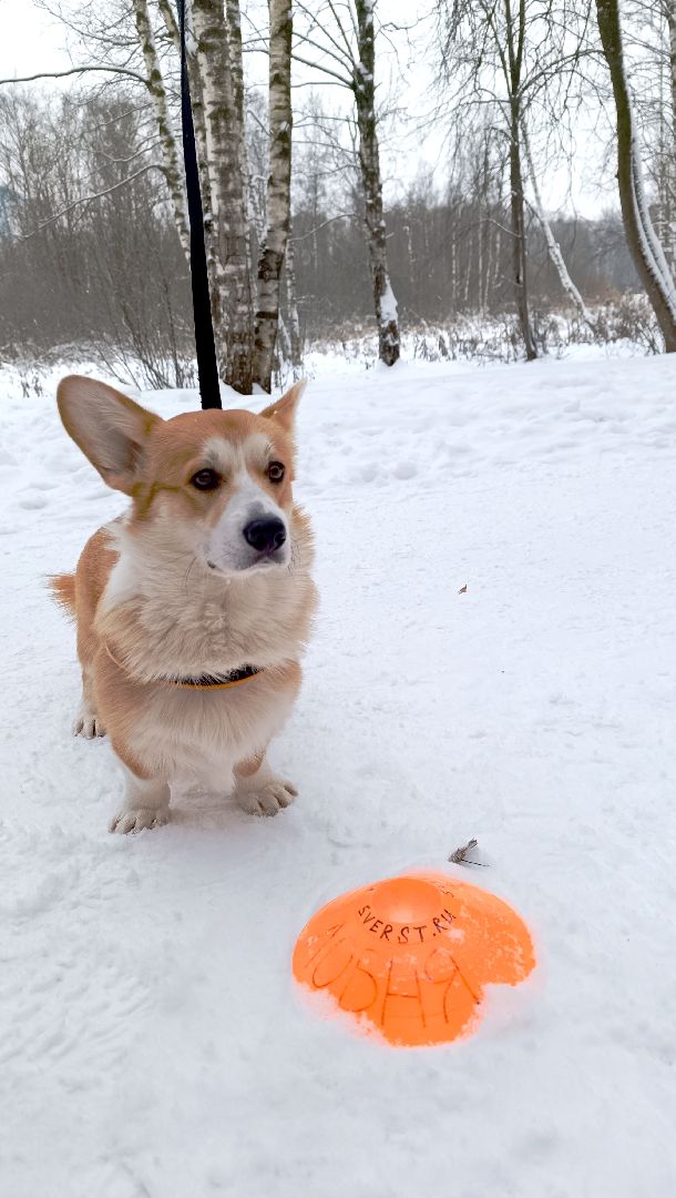 лобня, спорт, бег, 5 верст, парк,