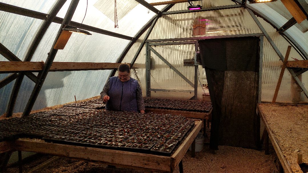 благоустройство, цветы, город, озеленение