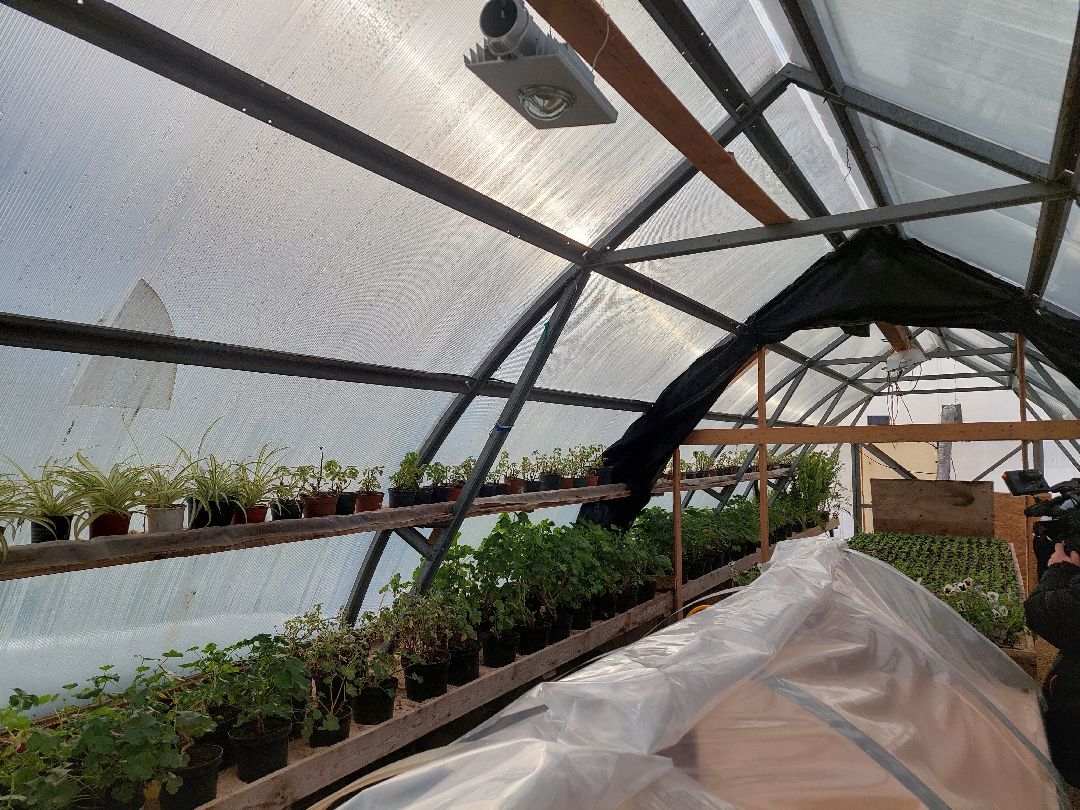 благоустройство, цветы, город, озеленение